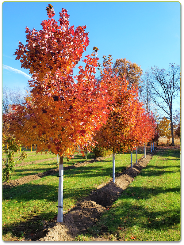 October Glory